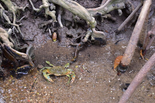Crabs in the mangrove forest.Thailand,mangrove black crab in the mud, highlighting the role of these creatures in mangrove ecosystem dynamics, black crab,Black crab in mangrove forest waterway