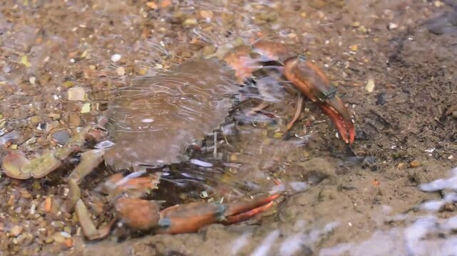 Crabs in the mangrove forest.Thailand,mangrove black crab in the mud, highlighting the role of these creatures in mangrove ecosystem dynamics, black crab,Black crab in mangrove forest waterway