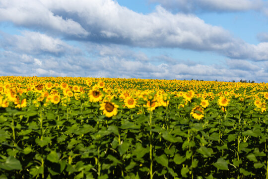 Vibrant field of sunflowers under a blue sky with fluffy clouds, showcasing rows of yellow blooms and lush green leaves in a rural landscape