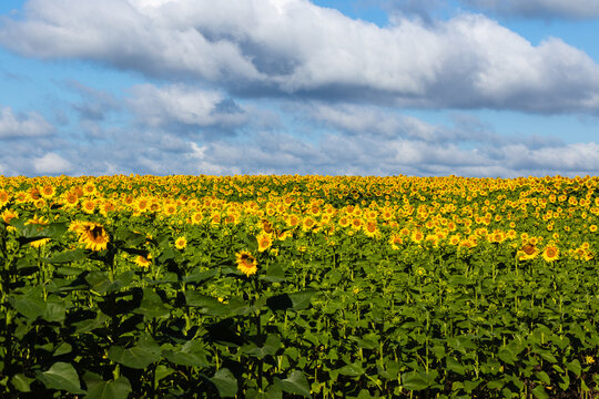 Vibrant field of sunflowers under a blue sky with fluffy clouds, showcasing a vast expanse of yellow blooms and green foliage in a rural landscape