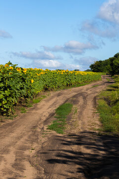 Dirt road winding through vibrant sunflower field under a clear blue sky with scattered clouds and lush greenery along the edges of the path