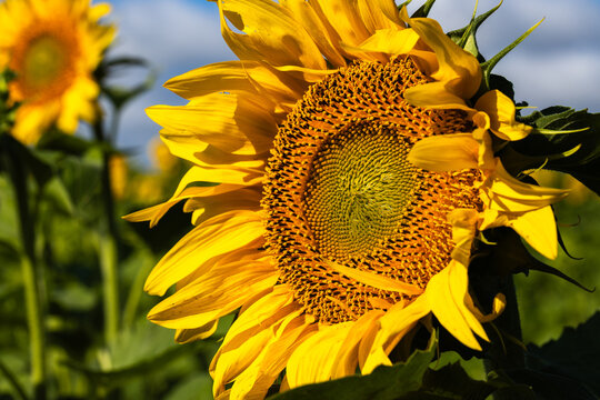 Bright yellow sunflower blooms in a field under a clear blue sky, showcasing detailed petals and seeds with additional sunflowers visible in the background