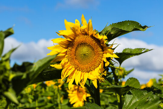 Bright sunflower in full bloom surrounded by green leaves against a clear blue sky with fluffy clouds in the background, showcasing vibrant colors and natural beauty