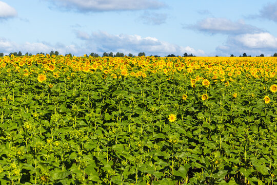 Expansive field of vibrant sunflowers under a clear blue sky with scattered clouds, showcasing rows of yellow blooms and lush green foliage in a rural landscape