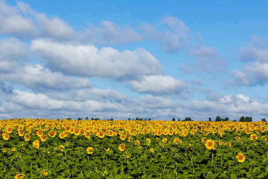 Field of vibrant yellow sunflowers under a clear blue sky with fluffy white clouds, showcasing a picturesque rural landscape in summer