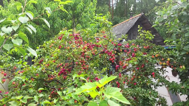 Vibrant plum tree laden with abundant ripe red and yellow fruits lush green garden, country house roof visible background, summer day scene.