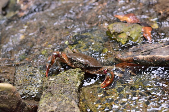 Crabs in the mangrove forest.Thailand,mangrove black crab in the mud, highlighting the role of these creatures in mangrove ecosystem dynamics, black crab,Black crab in mangrove forest waterway