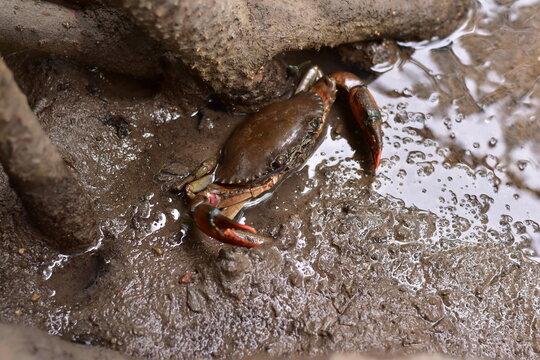 Crabs in the mangrove forest.Thailand,mangrove black crab in the mud, highlighting the role of these creatures in mangrove ecosystem dynamics, black crab,Black crab in mangrove forest waterway