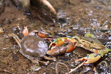Crabs in the mangrove forest.Thailand,mangrove black crab in the mud, highlighting the role of these creatures in mangrove ecosystem dynamics, black crab,Black crab in mangrove forest waterway © Sawarin