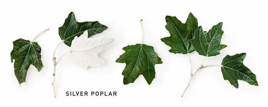 Fresh silver poplar leaves isolated on white background. Botanical composition showing green upper surfaces, silvery undersides and branches
