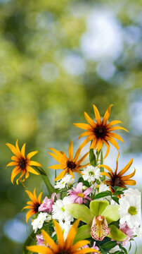 Colorful flowers in a garden setting on a bright sunny day with a blurred background