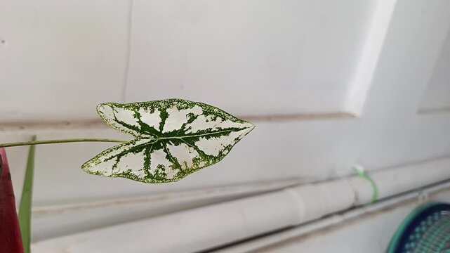 Caladium Leaf with White Green Variegated Pattern