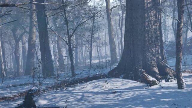 A snow covered forest scene shows tall trees surrounded by white snow. The ground is soft and quiet. Light filters through the branches. It is winter time in the woods.