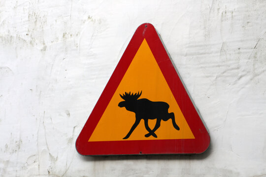 Beware of Moose warning sign on the wall of a house in Scotland
