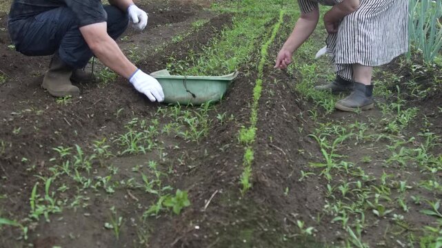	畑の手入れをする様子