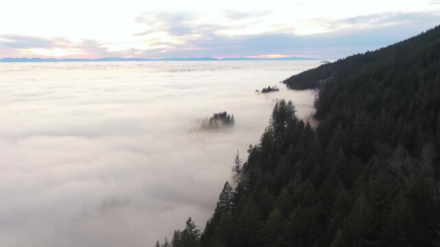 Aerial view of coniferous forest slopes covered in thick morning fog above inversion layer during sunrise.