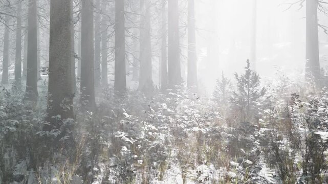 A forest is covered in snow during a foggy morning. Trees stand taller as the mist surrounds them. The ground has grass and small plants peeking through the white.
