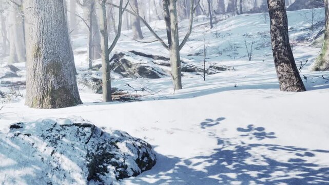 In a forest during winter, snow covers the ground and coats the trees. Rocks are visible among the snow. The scene captures the quietness of the season.