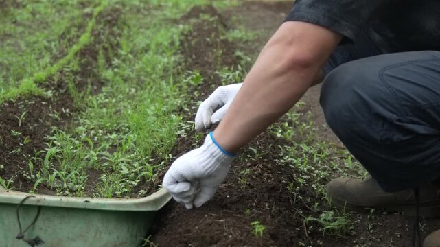 	畑の手入れをする男性