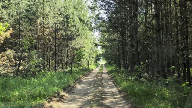POV shot of dirt road extending through lush green forest under bright daylight, view from moving car window, summer journey through serene nature landscape during daytime