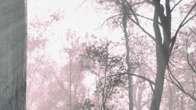 In a forest during early morning, soft light shines through the mist. The trees stand tall and appear blurred by the fog. Nature surrounds the scene and offers a glimpse of tranquility.