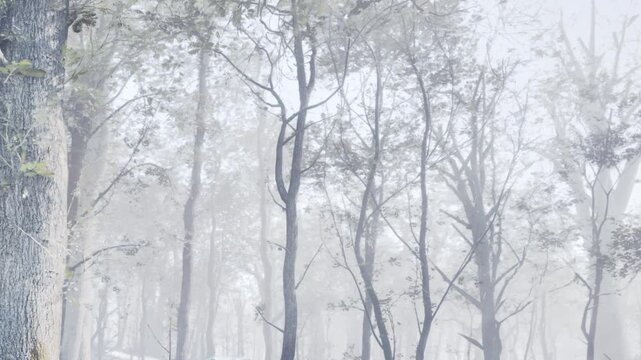 Gentle fog covers a forest with tall trees and rocks. The trees stand in a row, and their branches reach out. There is a sense of mystery in the air.