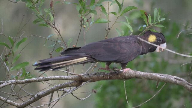 Yellow Tailed Cockatoo perches on branch, eating food. Feathered bird grips branch with strong claws. Yellow patch on head stands out against dark plumage. Nature documentary scenes. Wildlife footage