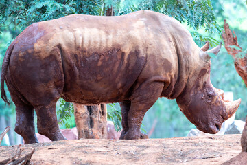 A large rhinoceros covered in dried mud stands in profile in a park environment. © wannasak