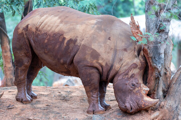A large muddy white rhinoceros leans its head against a tree trunk outdoors. © wannasak