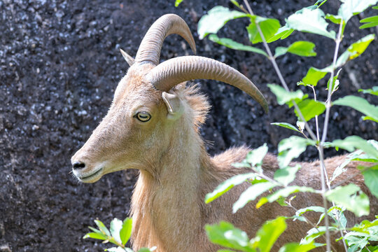 A Barbary sheep with curved horns stands behind green foliage near a rocky wall.