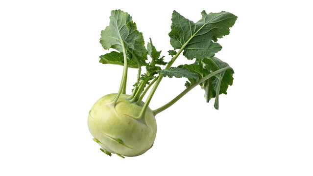 Fresh whole green kohlrabi turnip with leaves isolated on transparent background for agricultural organic farm recipes.
