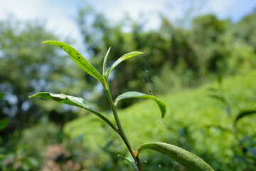Young Green Tea Leaves with Spider Web in Green Tea Field.  © mootun
