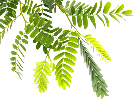 A leafy green plant with many leaves is shown in a white background