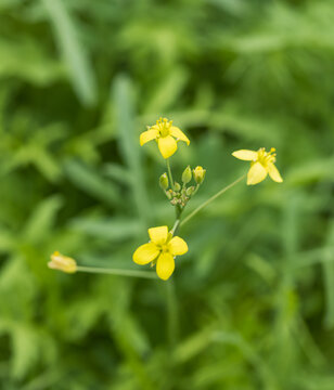 Tiny yellow flowers bloom in soft green grass