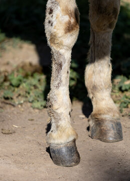 Close-up of animal's front legs with hooves