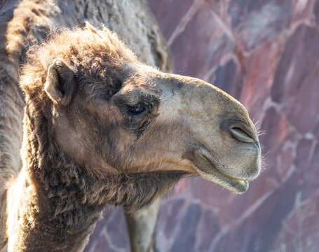 Camel head profile with soft fur and calm eyes
