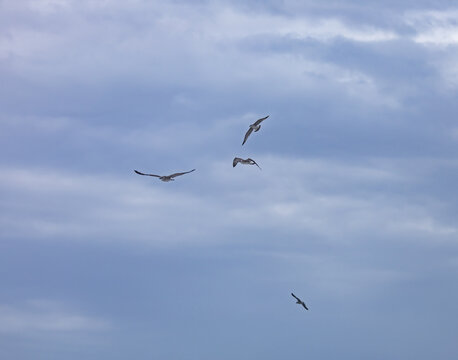 Three birds flying in the sky