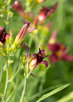 Deep purple daylily blooms with yellow center