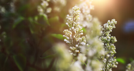 Naklejka premium The first flowers against the background of green spring. Spring bloom.