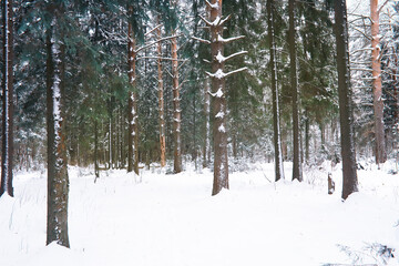 Naklejka premium Winter landscape. Trees and plants covered with snow. The beauty of snow covered paths. Snowfall and cooling in tourist areas.