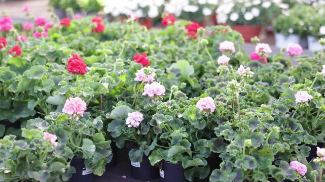 Wholesale of plants, flowering plants for soil or home interior decoration. Varieties of flowering geranium bushes are presented in store. 