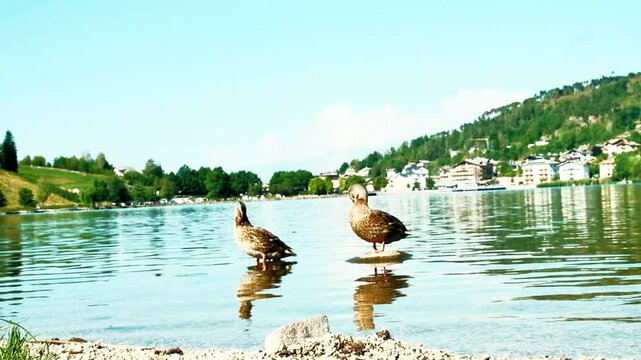 Group of ducks on the shore of Lake Serraia in Trentino, Northern Italy, during a sunny morning. Lake Serraia (Lach de la seraia in the Pinaitra dialect) is located on the Pin&eacute; plateau