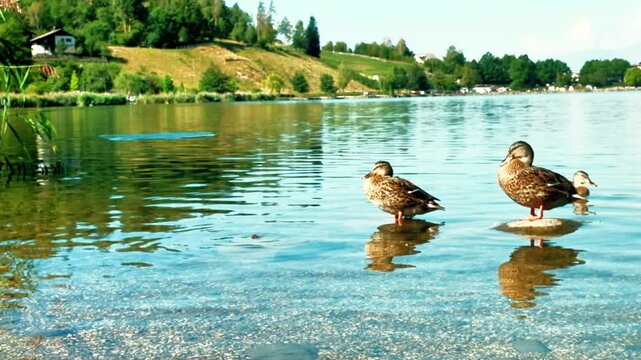 Group of ducks on the shore of Lake Serraia in Trentino, Northern Italy, during a sunny morning. Lake Serraia (Lach de la seraia in the Pinaitra dialect) is located on the Pin&eacute; plateau