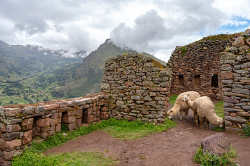 Fototapeta premium Llamas roaming among ancient Inca ruins at Pisac, Peru