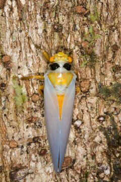 Freshly emerged Black-and-Golden Cicada (Huechys fusca) with white wings in the Kelabit Highlands, Borneo