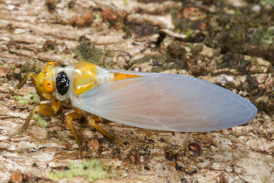 Side view of a freshly emerged Black-and-Golden Cicada (Huechys fusca) with white wings, Borneo rainforest