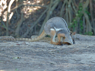 Yellow-Footed Rock-Wallaby Foraging on Ground in Natural Habitat © blueringmedia