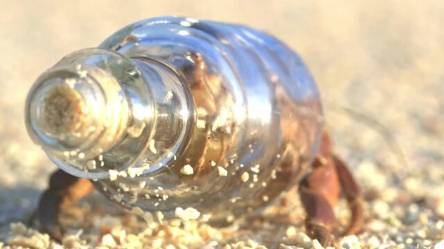 Watch from behind as a resourceful hermit crab drags its glass bottle shell across the sand, an odd and captivating twist on nature's most famous house-hunter.
