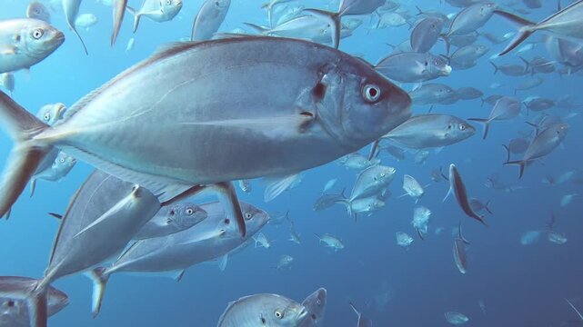 A dense, swirling shoal of bigeye trevally forms a mesmerizing silver vortex underwater, their tight formation shifting and rippling in a striking display of natural schooling behaviour.