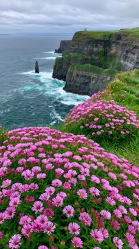 Cliffs of moher coastal landscape with pink wildflowers
